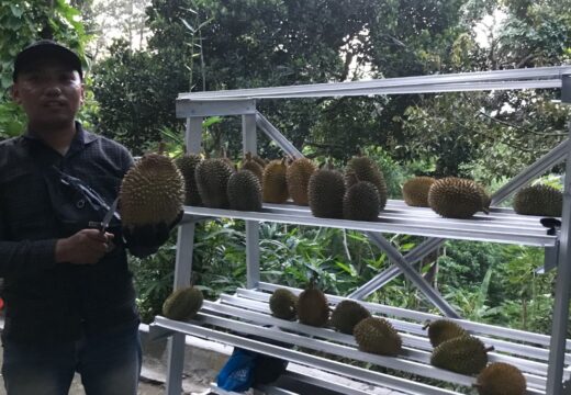 Musim Panen Tahun Ini Durian Criwik Melimpah